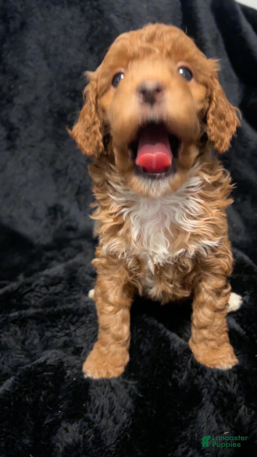 Mini Goldendoodle dogs for sale: Ms Grits - Ad 4