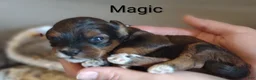 Shihpoo dogs for sale: Shihpoo Puppy 1 Magic  - Ad 6
