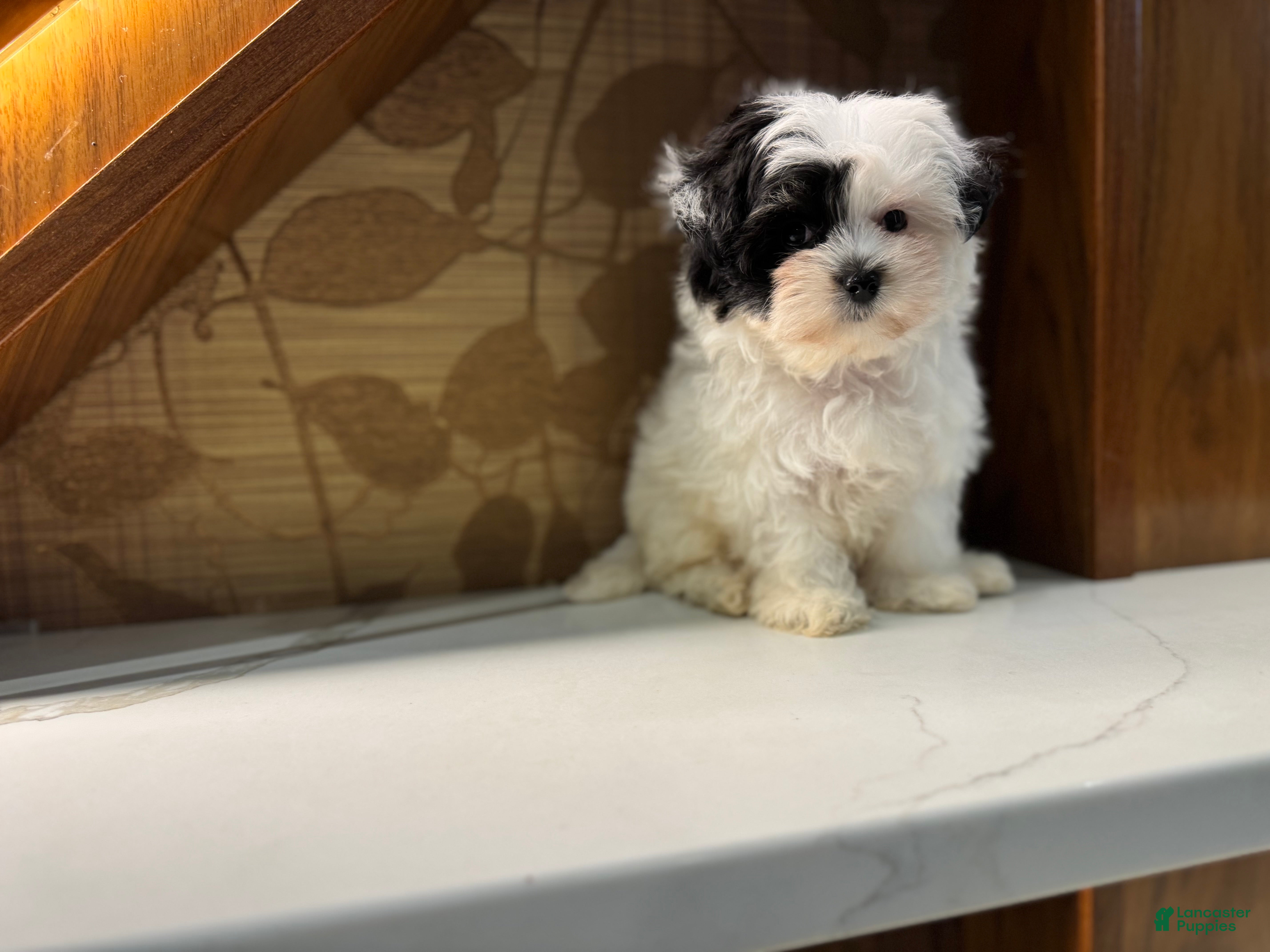Morkie dogs Jasmine - Ad 6