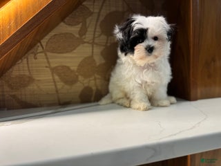 Morkie dogs Jasmine - Ad 39