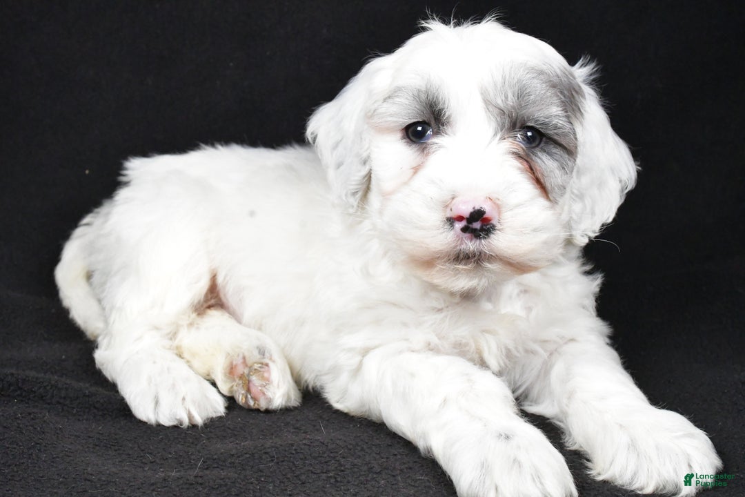 Mixed Breed dogs for sale: Sunny - Ad 2