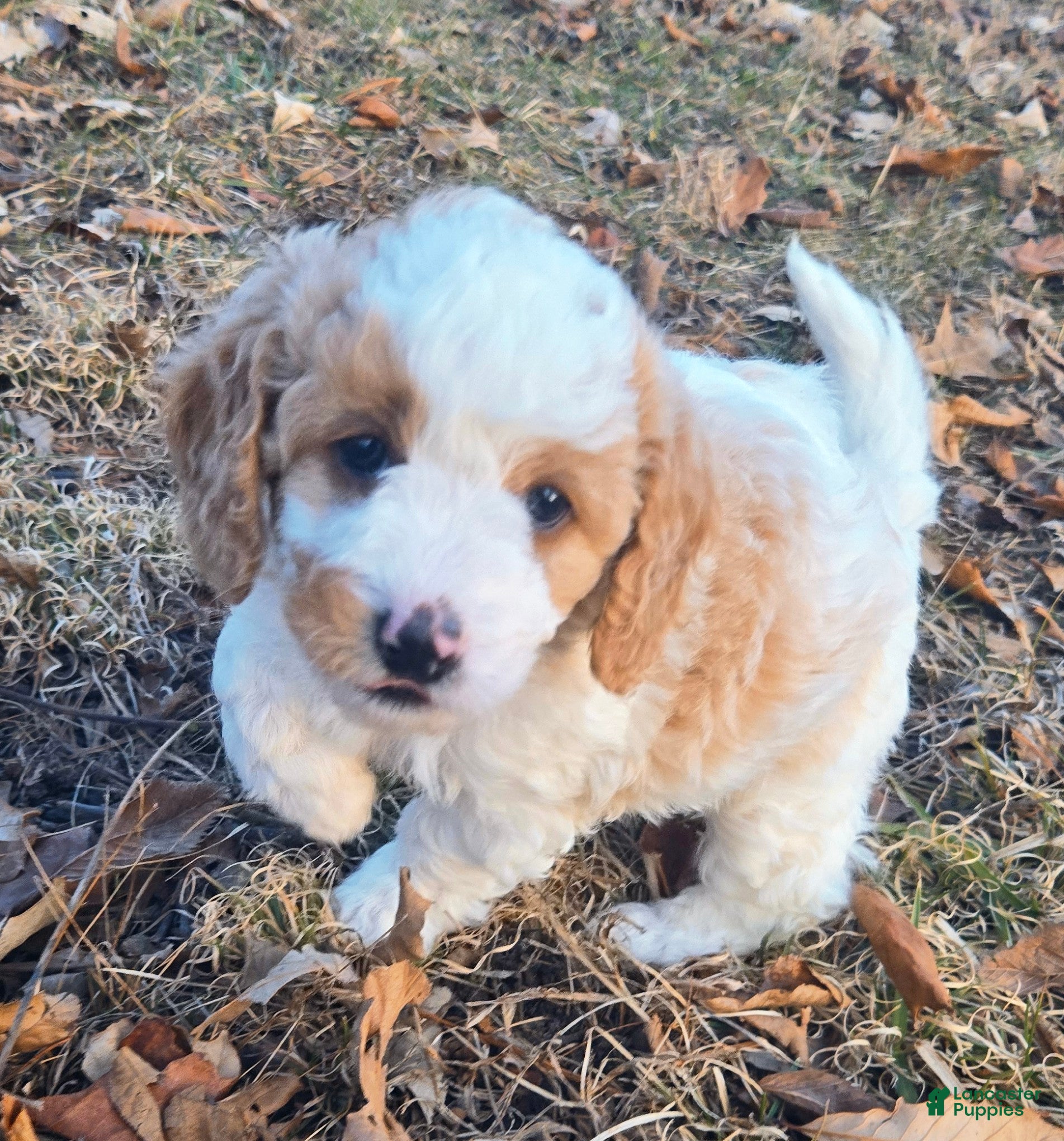 Cavapoo dogs Waffles - Ad 2