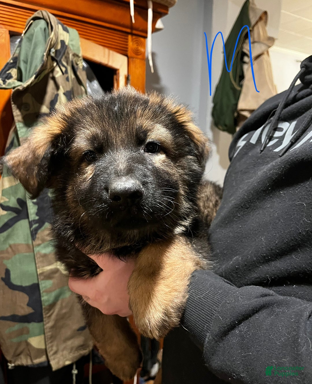 German Shepherd dogs for sale: German Shepherd Puppy 3 - Ad 1