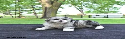 Mini Aussiedoodle dogs for sale: Travis - Ad 4