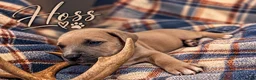 Cane Corso dogs for sale: Hoss Our Little Fighter  - Ad 1