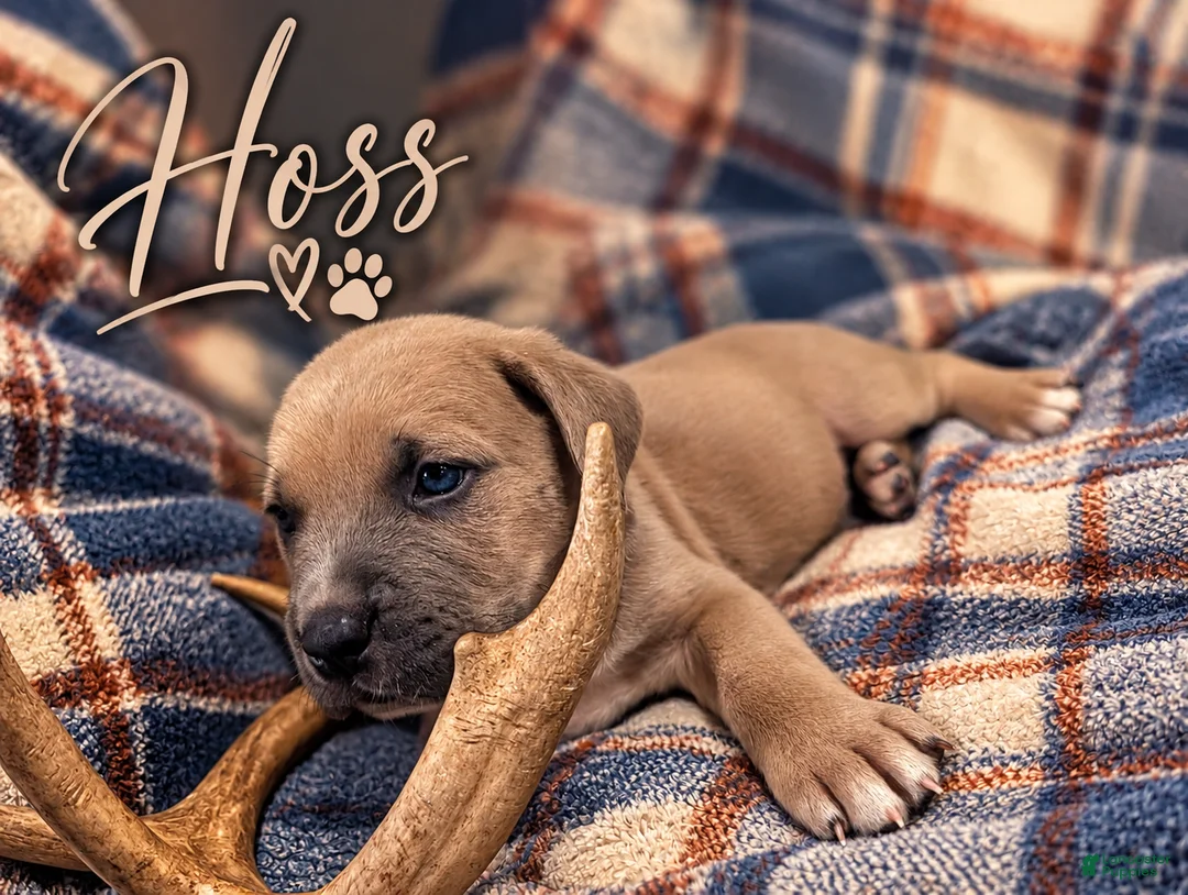 Cane Corso dogs for sale: Hoss Our Little Fighter  - Ad 1