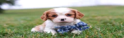 Cavalier King Charles Spaniel dogs for sale: Dane - Ad 3