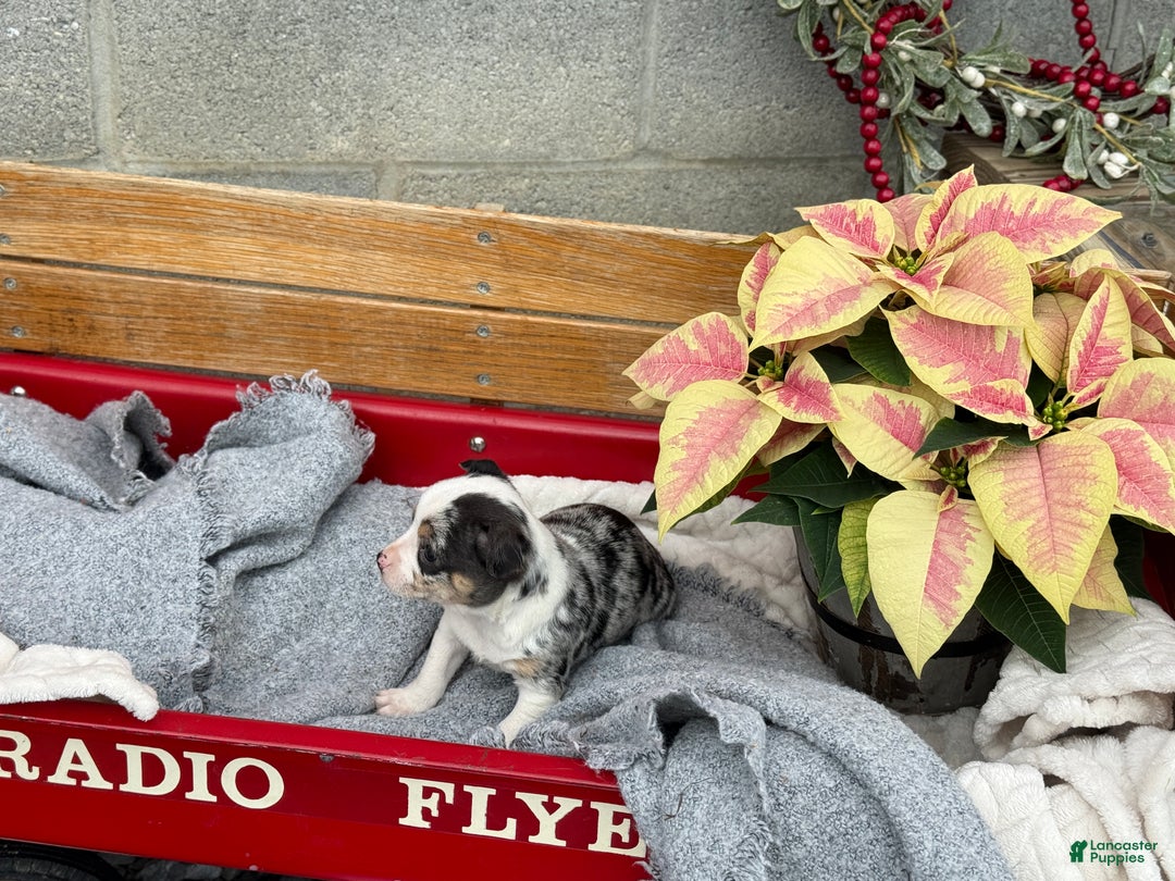 Chihuahua dogs for sale: Cheer - Ad 6