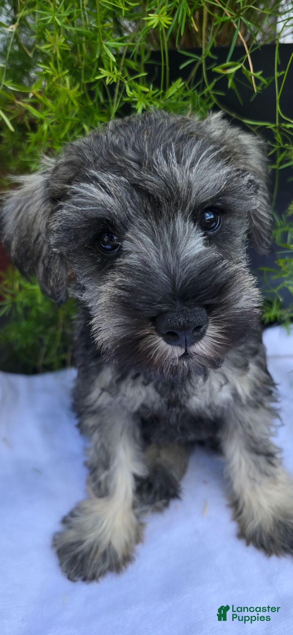 Miniature Schnauzer dogs Miniature Schnauzer 4 - Ad 1