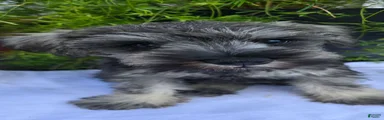 Miniature Schnauzer 4