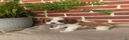 Cavalier King Charles Spaniel dogs for sale: Kliff - Ad 13