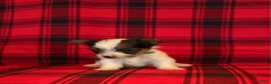Yorkshire Terrier 2
