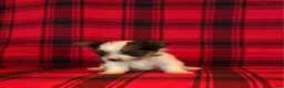 Yorkshire Terrier dogs for sale: Yorkshire Terrier 2 - Ad 1