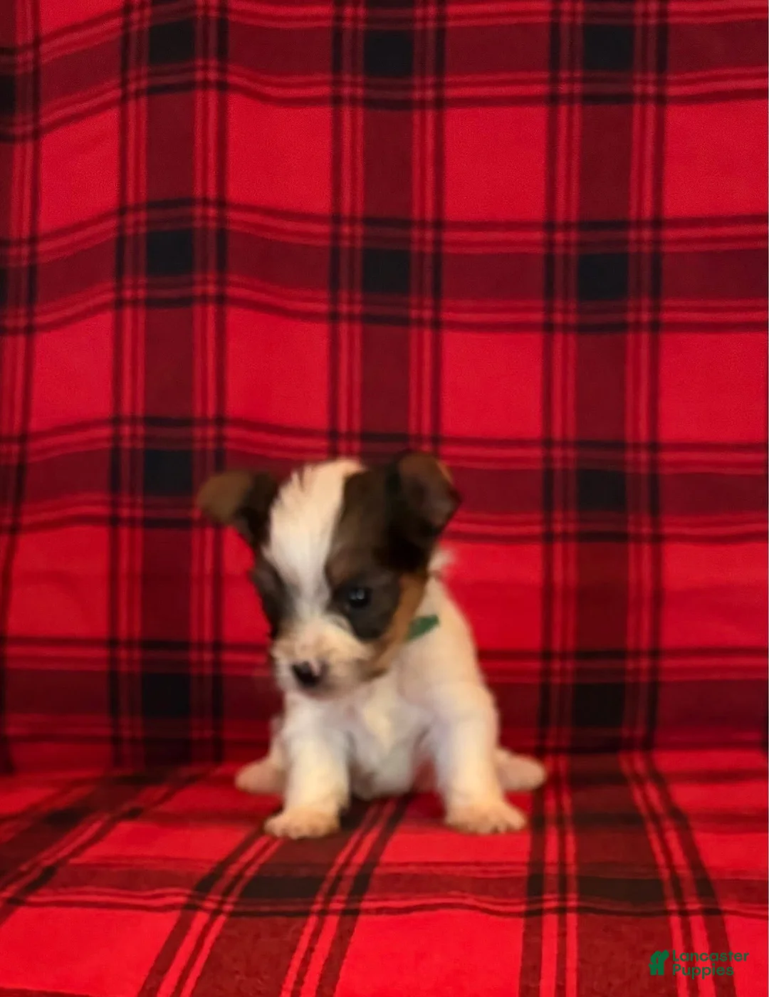 Yorkshire Terrier dogs for sale: Yorkshire Terrier 2 - Ad 1