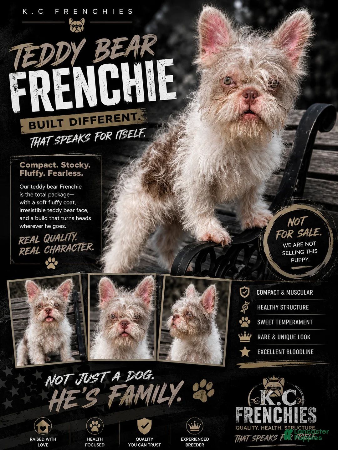 French Bulldog dogs for sale: Adam  - Ad 2