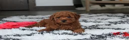 Bichpoo dogs for sale: Jerry - Ad 2