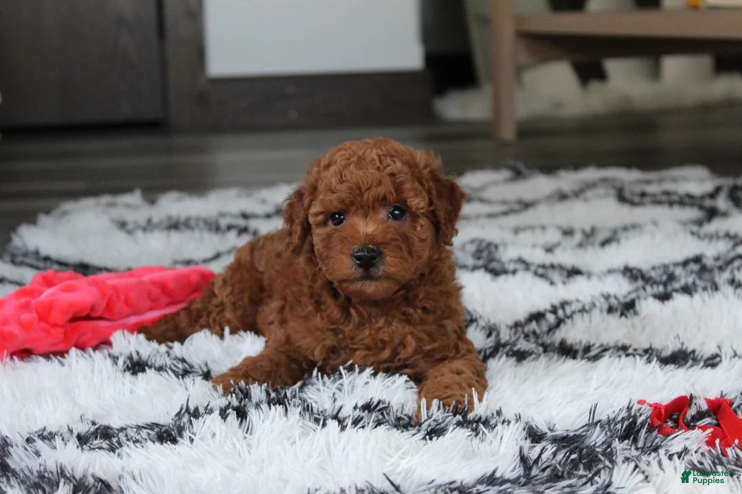 Bichpoo dogs for sale: Jerry - Ad 2
