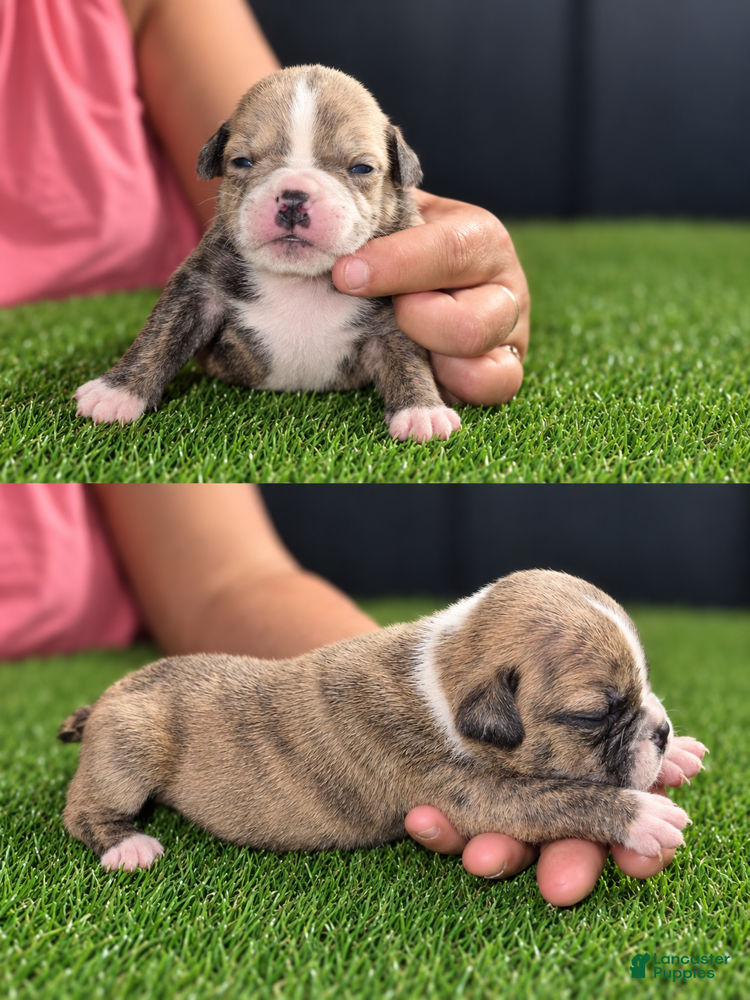 Olde English Bulldogge dogs Olde English Bulldogge 11 - Ad 24