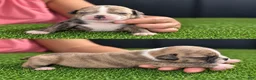 Olde English Bulldogge dogs for sale: Olde English Bulldogge 11 - Ad 1