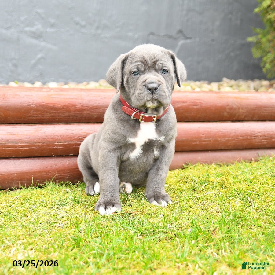 Cane Corso dogs Hailey - Ad 1