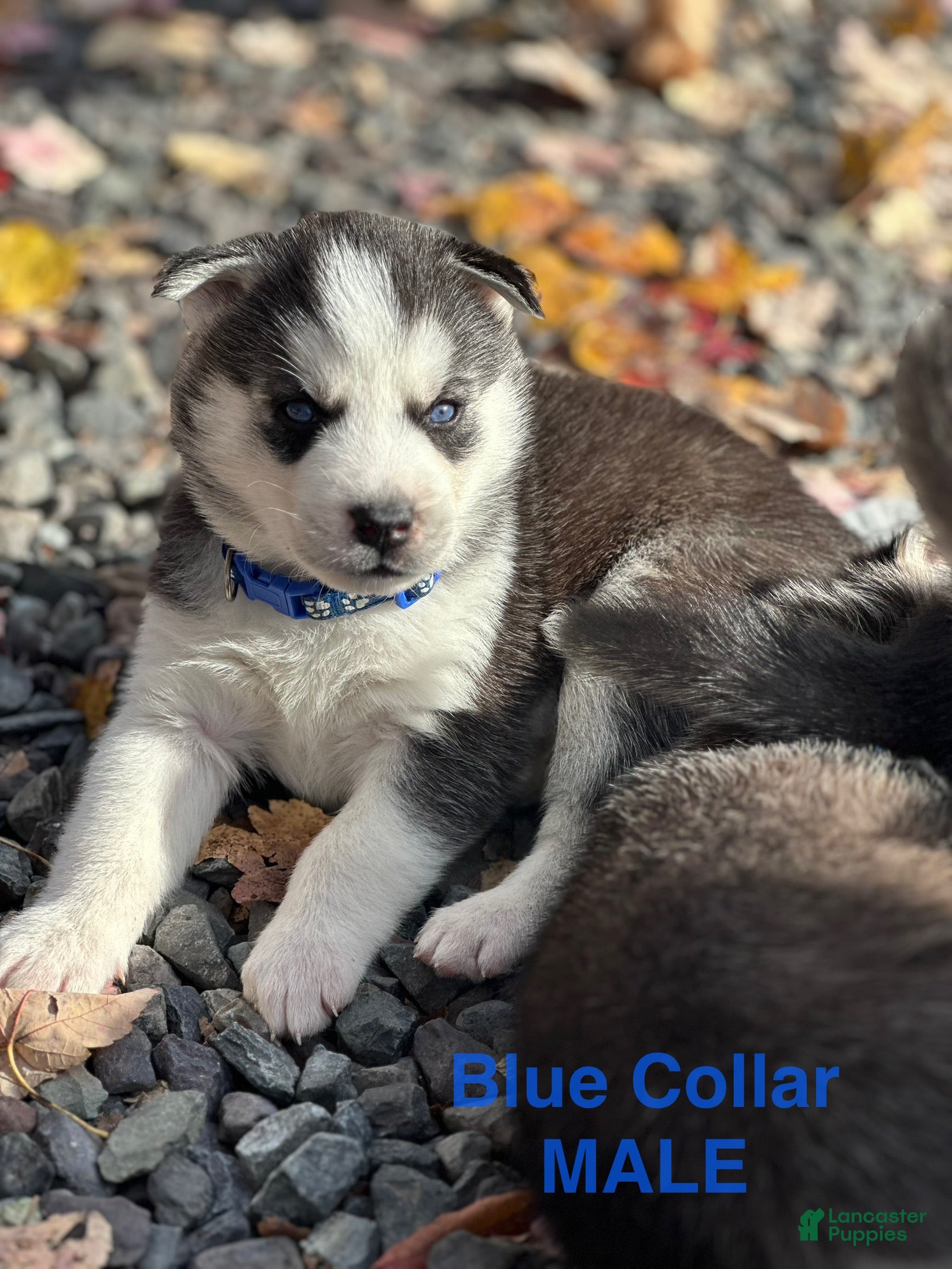 Siberian Husky dogs Siberian Husky Puppy 4 - Ad 35