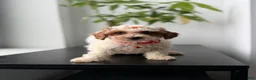 Toy Poodle dogs for sale: Tanya - Ad 2