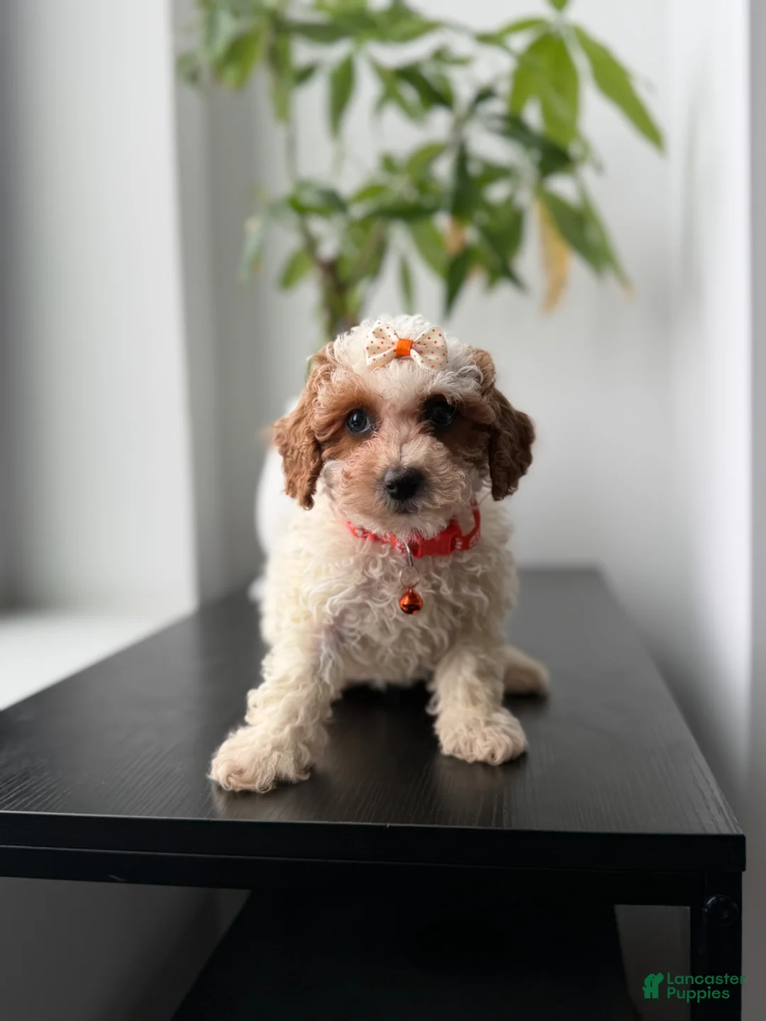Toy Poodle dogs for sale: Tanya - Ad 2