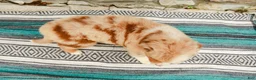 Australian Shepherd dogs for sale: Fern - Ad 9