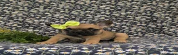 French Bulldog dogs for sale: Rhianna - Ad 4