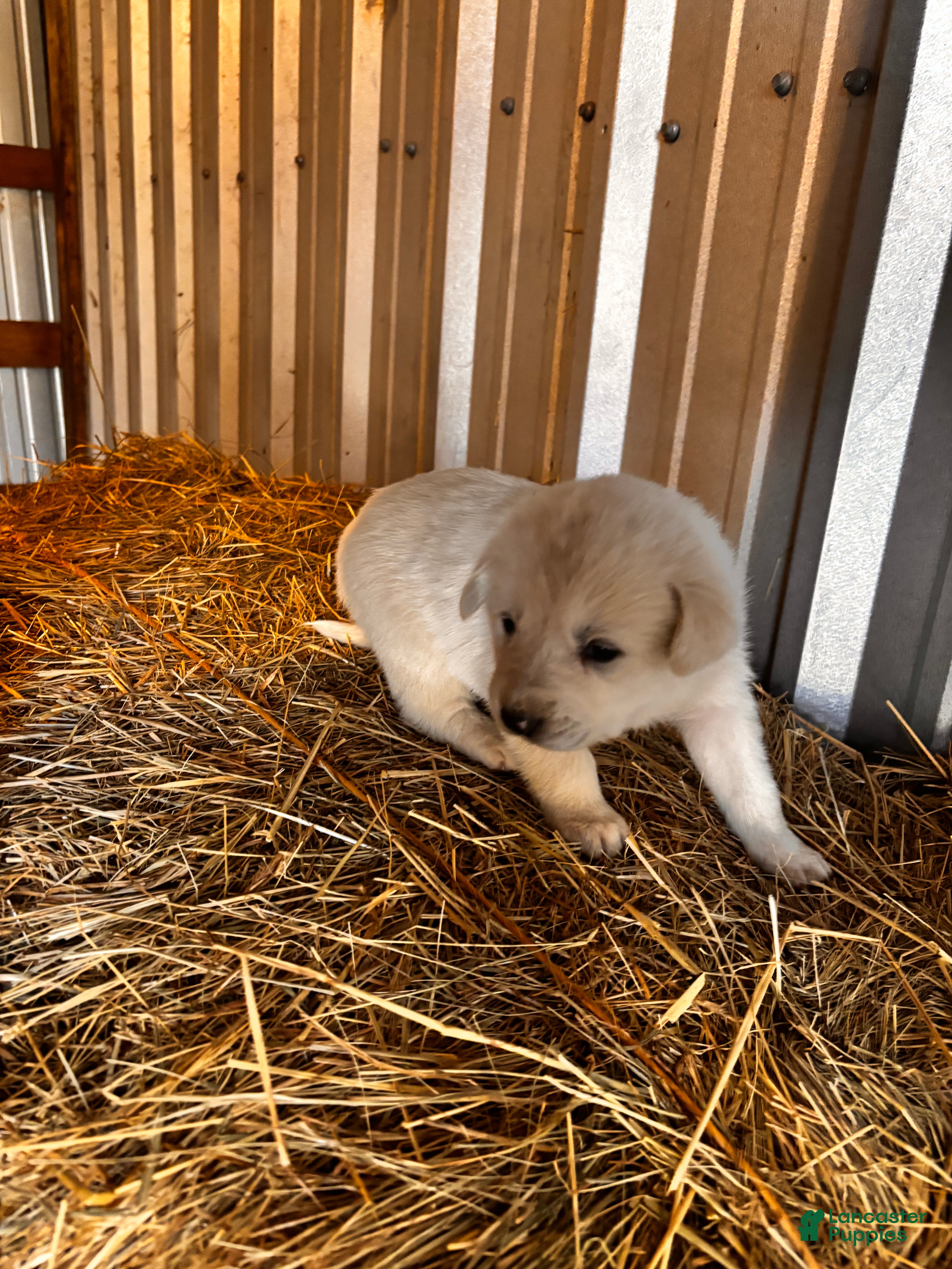 Great Pyrenees dogs Great Pyrenees Puppy 6 - Ad 8