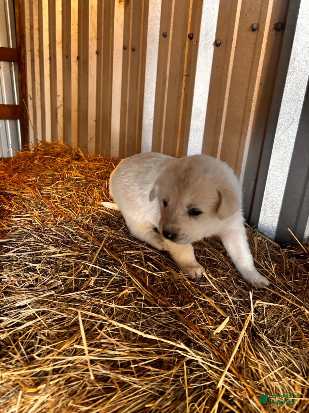 Great Pyrenees dogs for sale: Great Pyrenees Puppy 6 - Ad 1