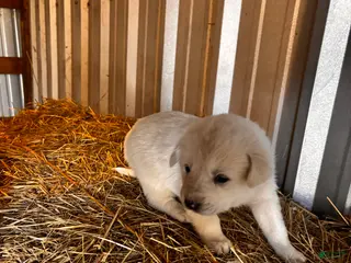 Great Pyrenees dogs Great Pyrenees Puppy 6 - Ad 8