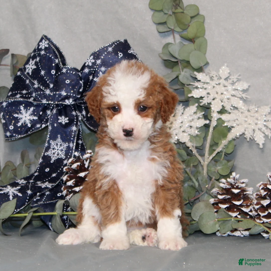 Miniature Poodle dogs for sale: Queen - Ad 4