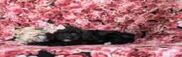 Cavapoo dogs for sale: Amanda 7 lbs Full Grown - Ad 5