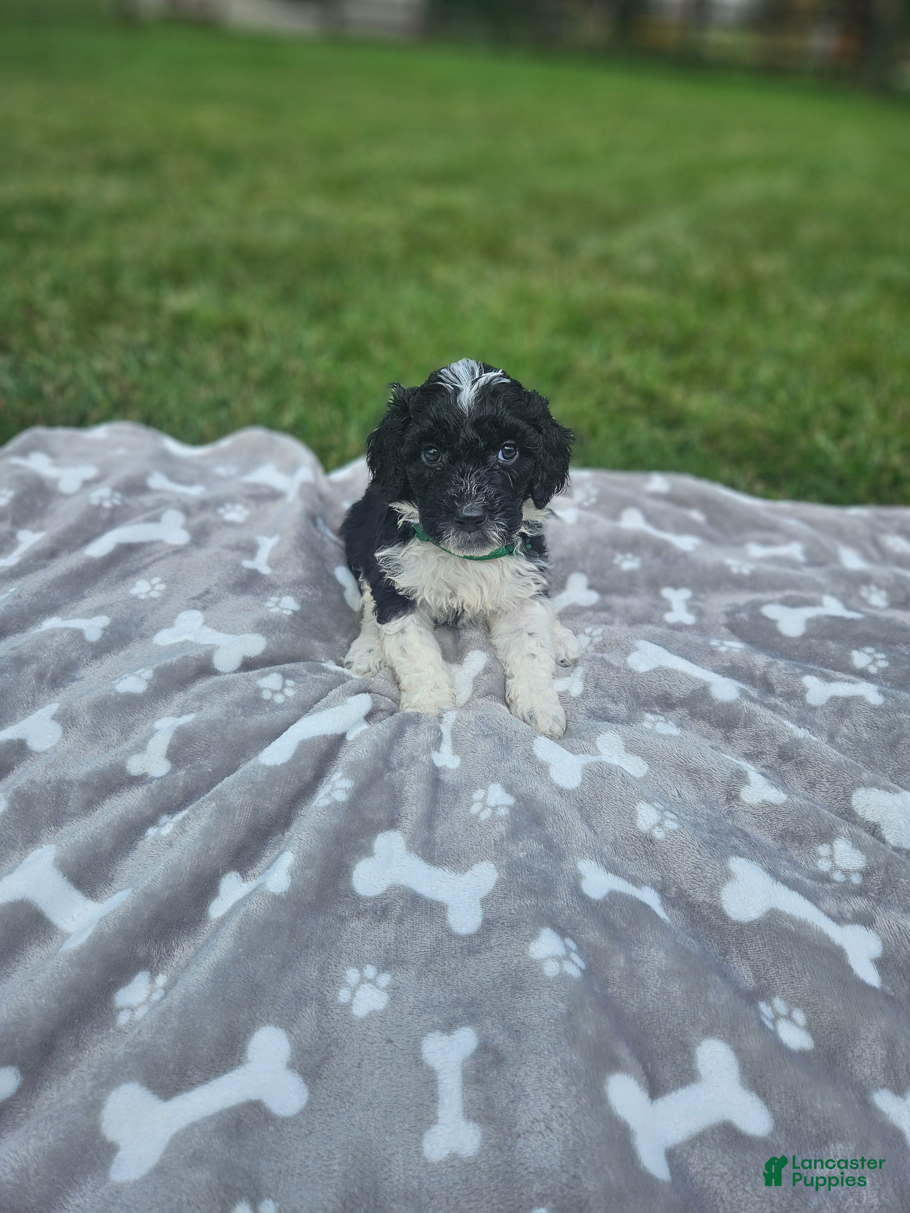 Portuguese Water Dog dogs Bo - Ad 26