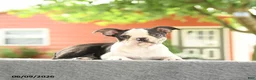 Boston Terrier dogs for sale: Romeo - Ad 1