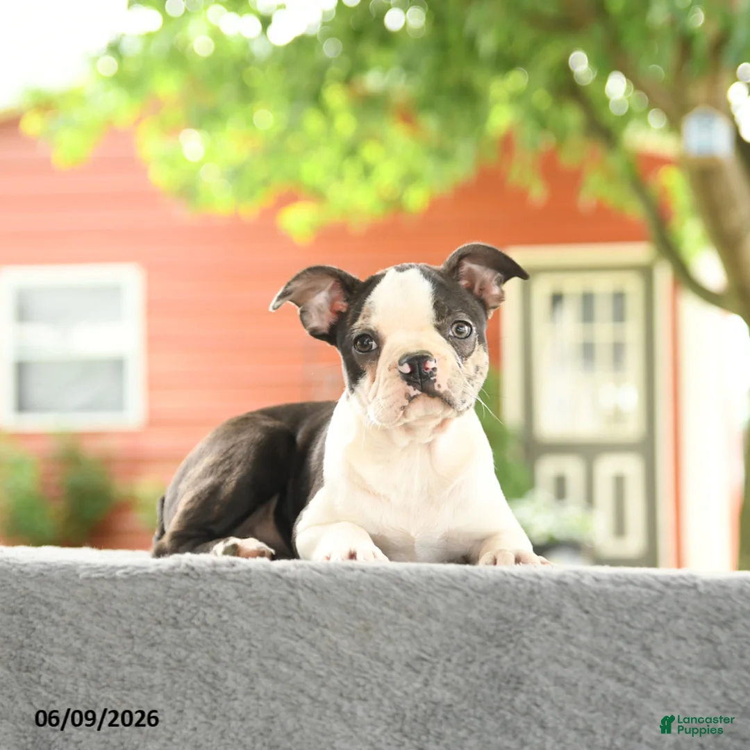 Boston Terrier dogs for sale: Romeo - Ad 1