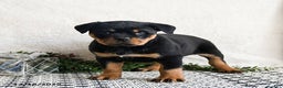 Rottweiler dogs for sale: Ginny - Ad 4