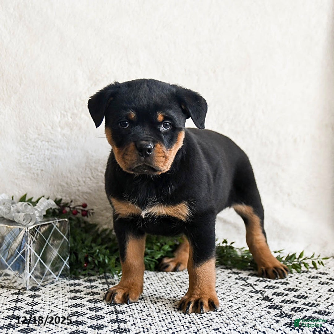 Rottweiler dogs for sale: Ginny - Ad 4