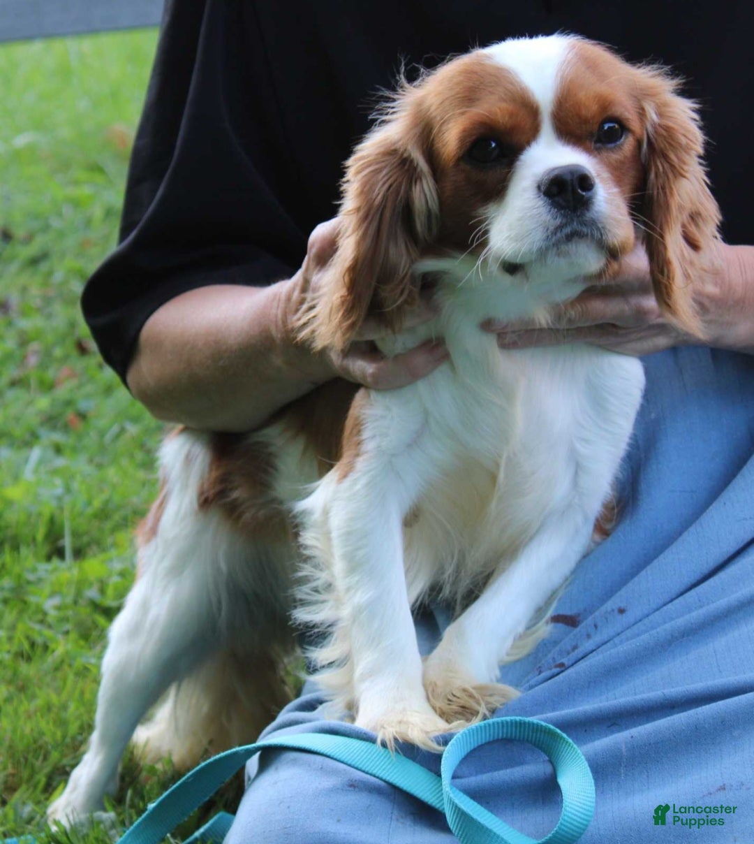 Cavapoo dogs for sale: Lil Shiloh  - Ad 22