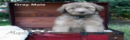 Aussiedoodle dogs for sale: Gray Mia Male - Ad 3