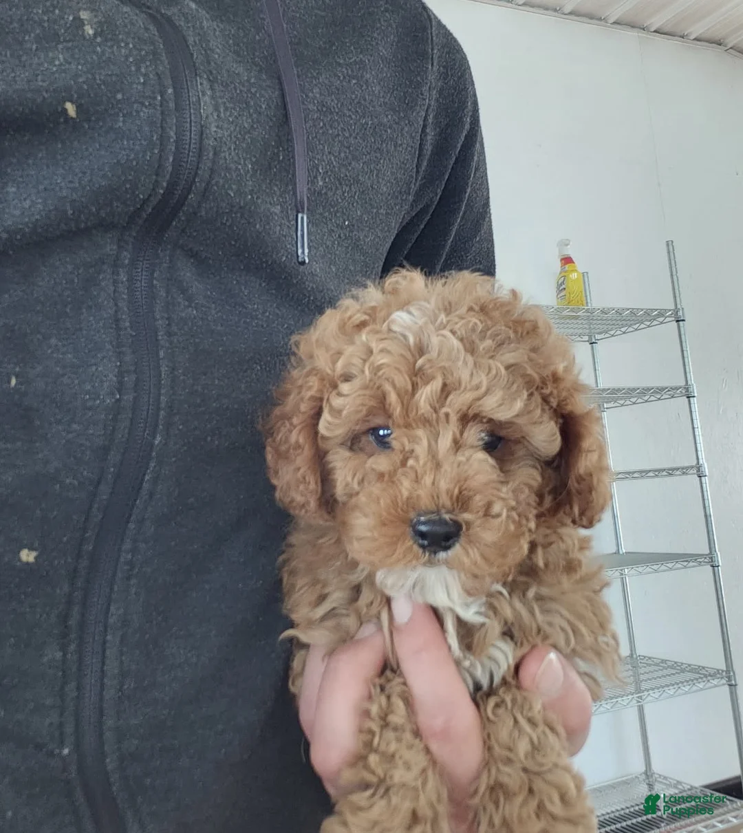 Cavapoo dogs for sale: Tribute - Ad 3