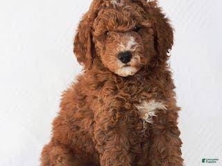 Mixed Breed dogs Randy - Ad 37