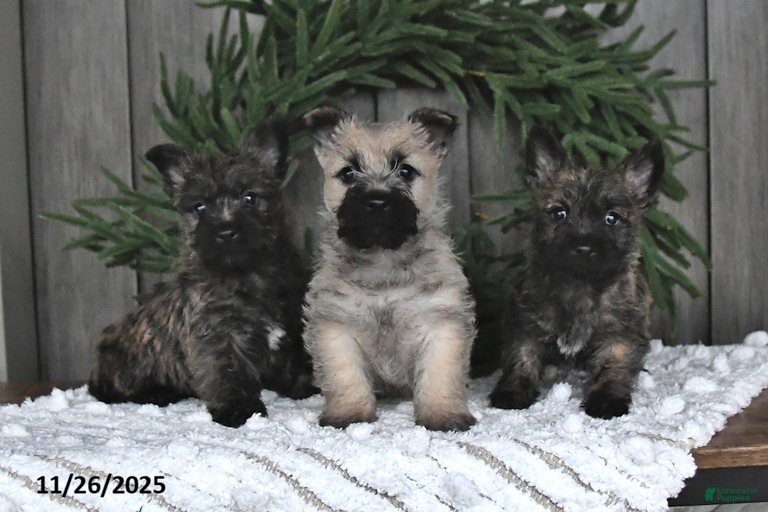 Cairn Terrier dogs for sale: Nicholas - Ad 3