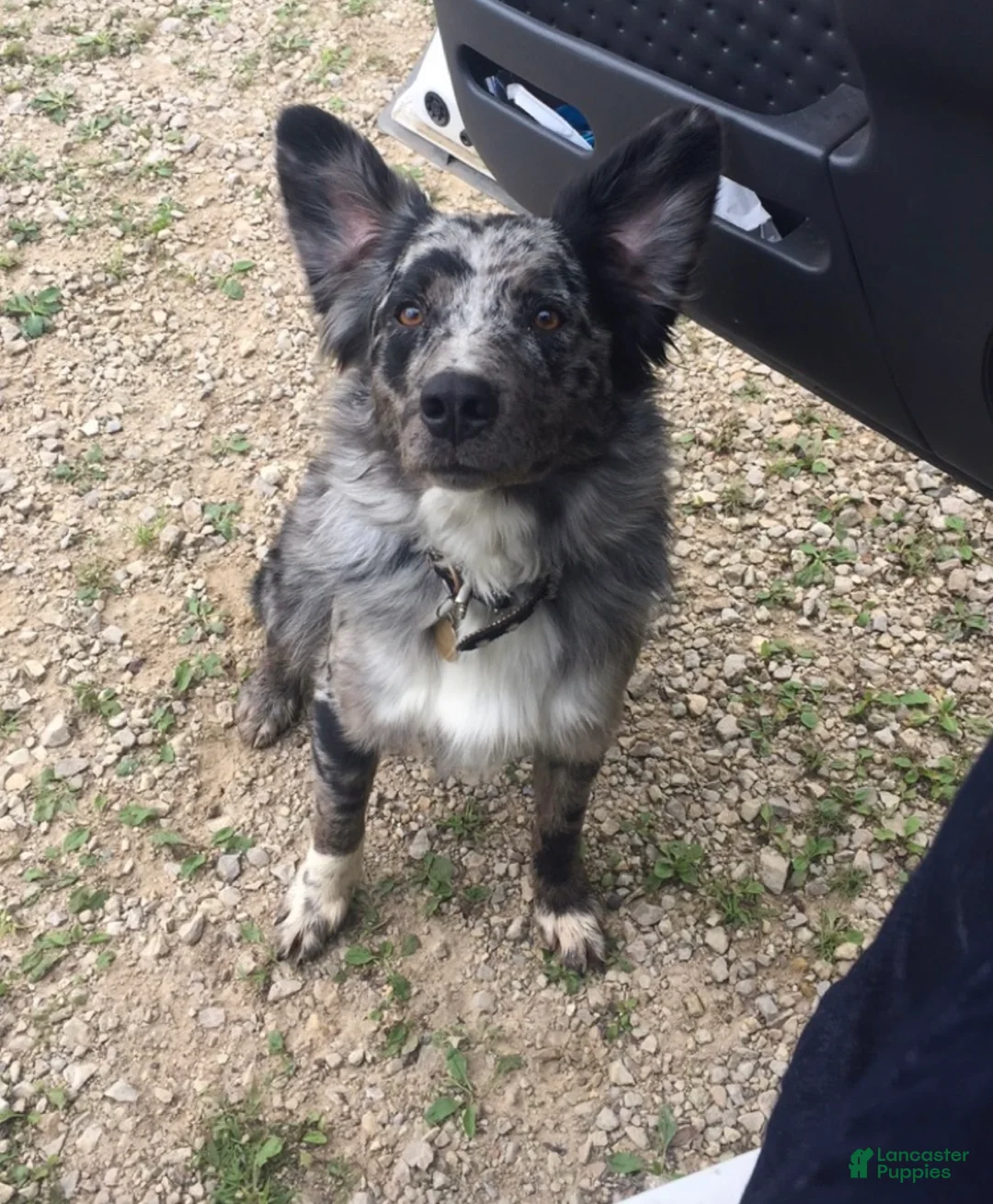Mixed Breed dogs for sale: Mixed Breed Puppy 2 - Ad 3