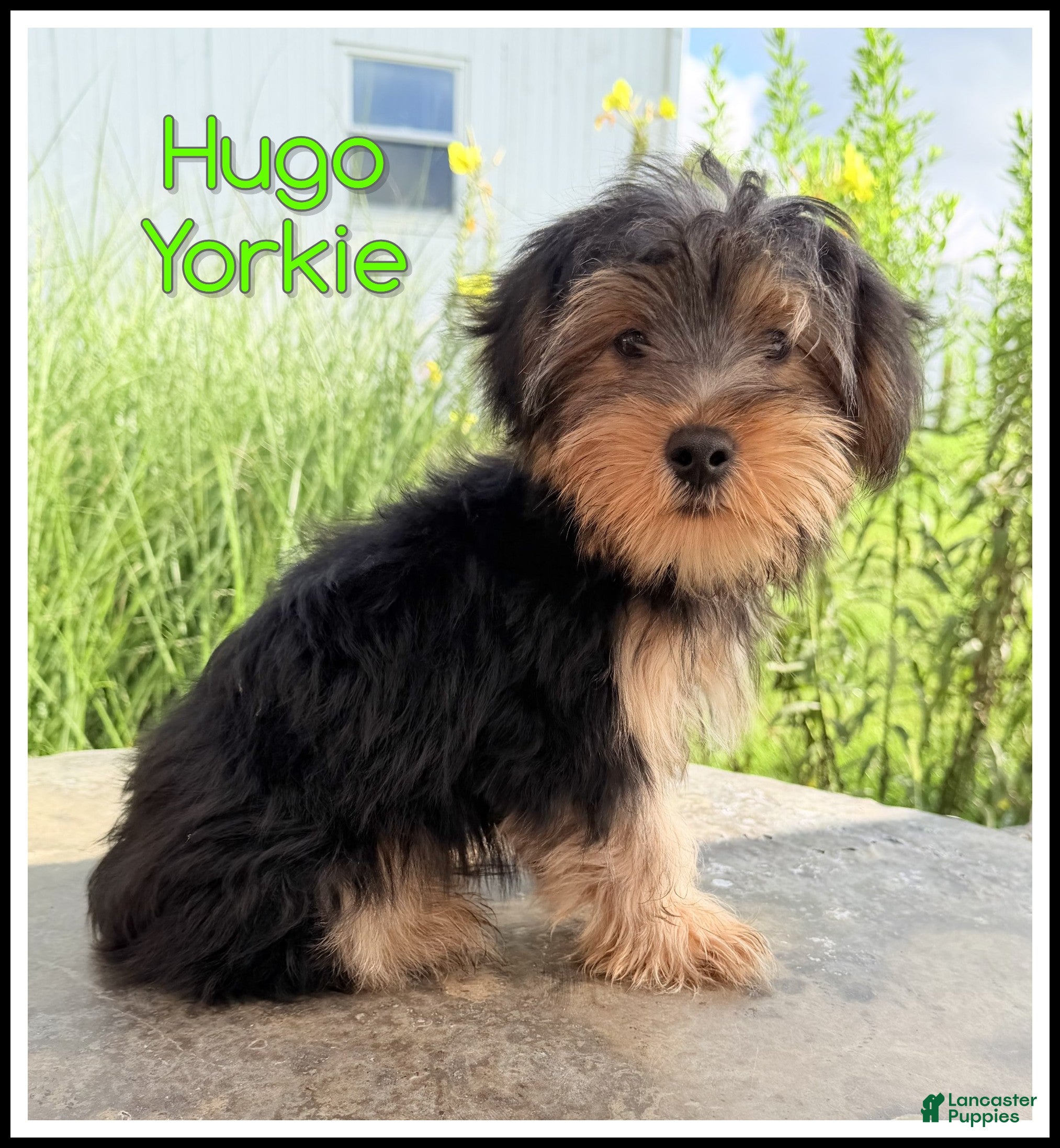 Yorkshire Terrier dogs Hugo - Ad 1