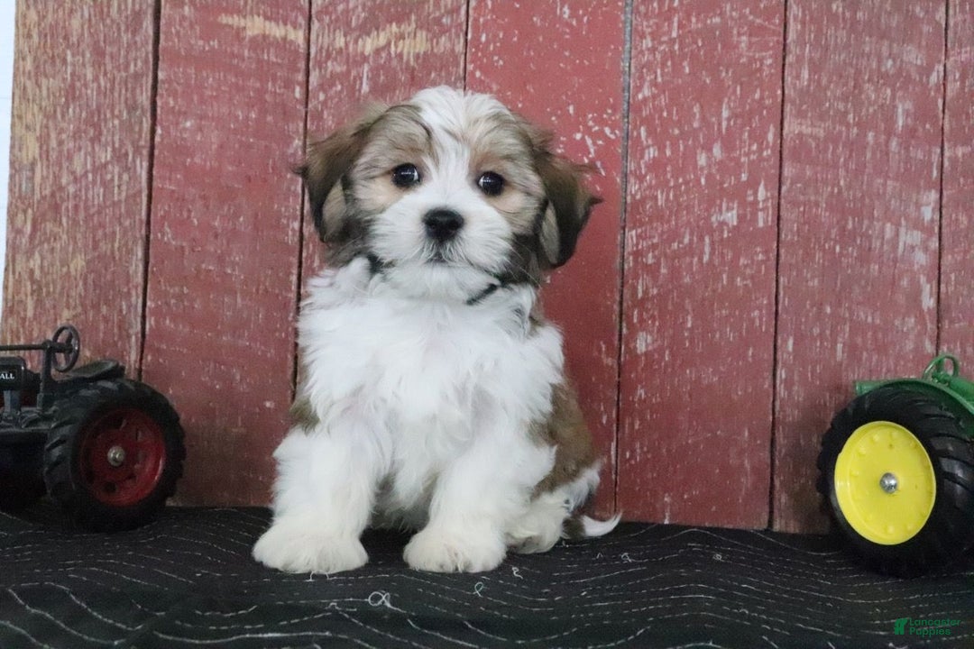 Teddy Bear dogs for sale: Lavern - Ad 1