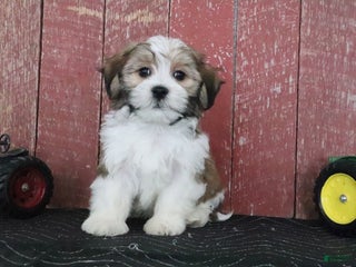 Teddy Bear dogs Lavern - Ad 1