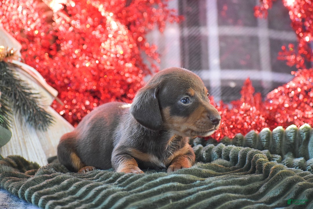 Dachshund dogs for sale: Sprinkles - Ad 4