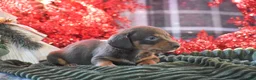 Dachshund dogs for sale: Sprinkles - Ad 10